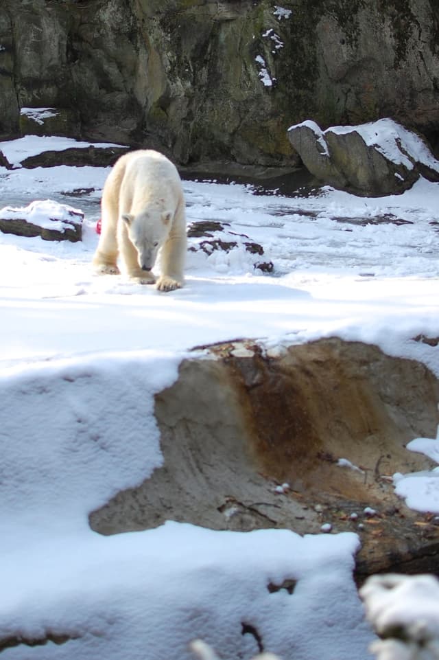 Ein Bär läuft auf schneebedeckter Erde mit felsigem Hintergrund.