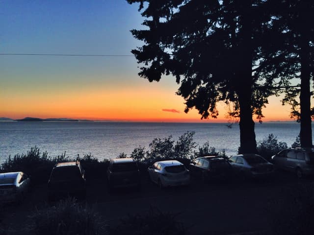 Eine friedliche Küstenlandschaft mit zwei Bäumen und einigen Pflanzen im Vordergrund, einem ruhigen Meer in der Mitte und einer Reihe geparkter Autos im Hintergrund.
