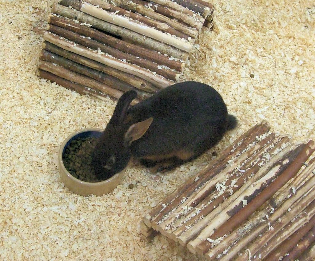 Ein Kaninchen frisst Futter in der Nähe von hölzernen Burgen.