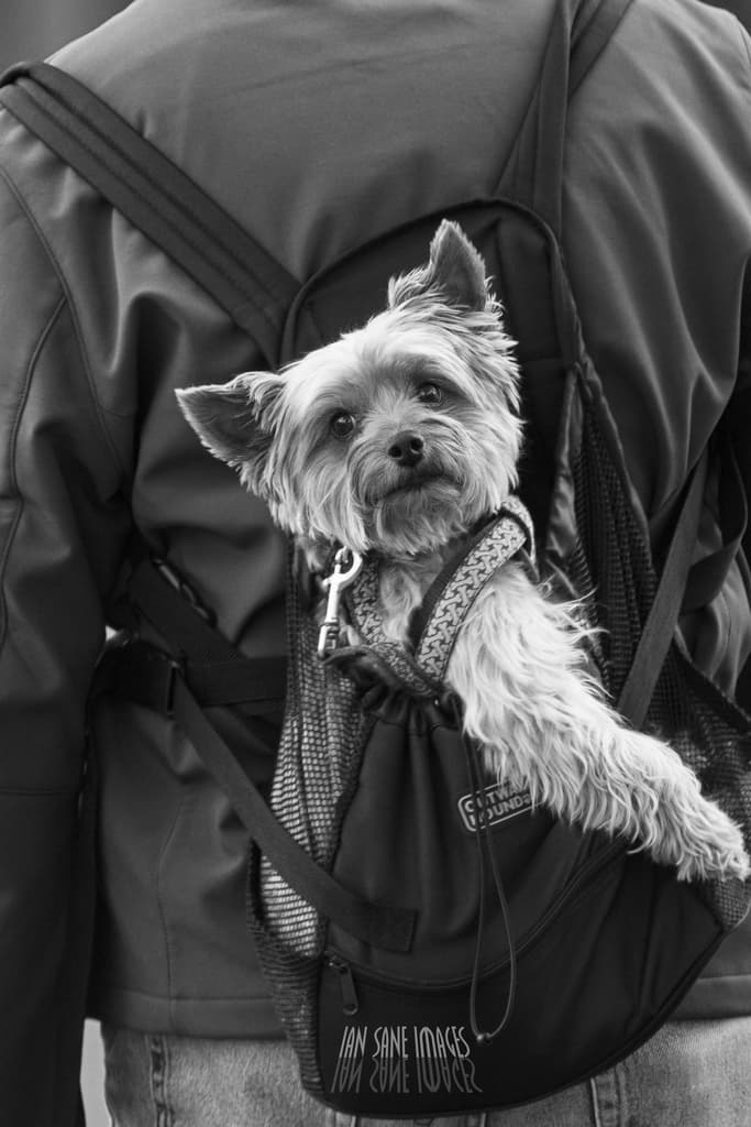 Eine Person in einer Jacke mit einem Rücken, in dem sich ein Welpe befindet.