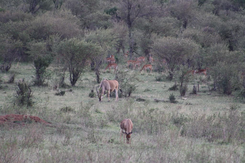 Eine Gruppe von Rehen auf einer offenen Grasfläche mit Bäumen im Hintergrund.