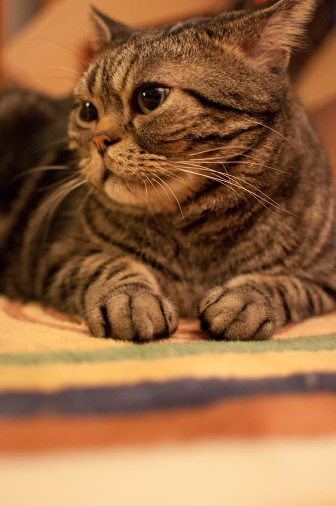 Eine Katze ist im Bild zu sehen.