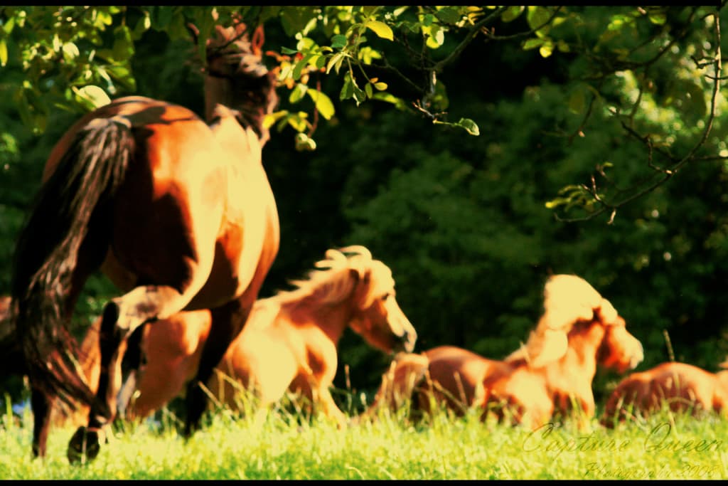 Pferde galoppieren auf einer grünen Wiese mit Bäumen im Hintergrund.