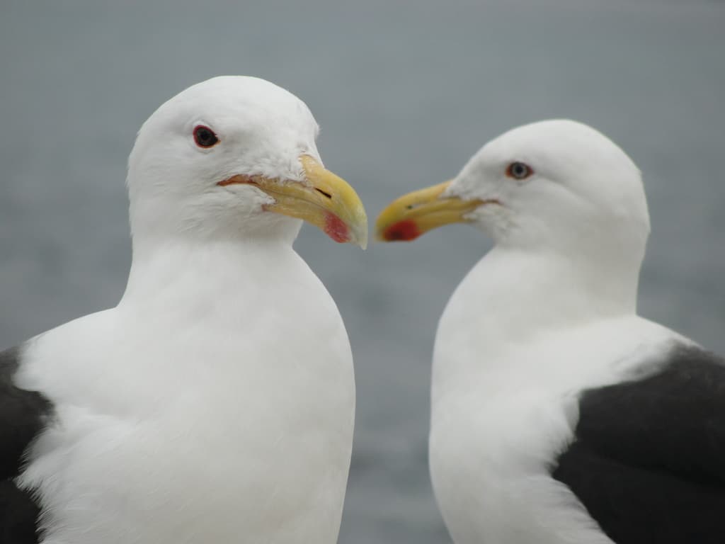 Zwei weiße Vögel mit schwarzen Flügeln und gelben Schnäbeln.