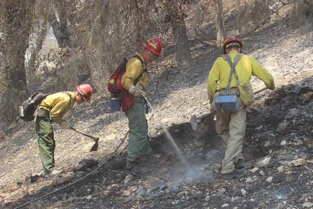 Drei Feuerwehrleute in Helmen und mit Taschen, die Schaufeln verwenden, um ein Feuer in einem bewaldeten Gebiet mit Steinen und Zweigen auf dem Boden zu löschen.