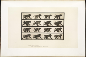 Ein Plakat mit einem Tier.