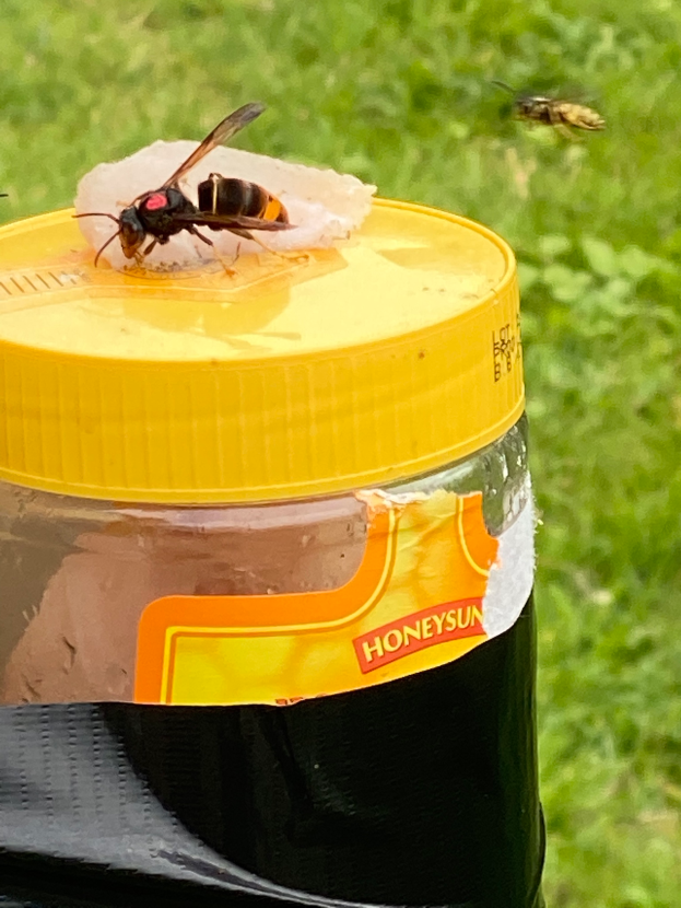 Ein Honigglas mit gelbem Deckel und einer Biene darauf, das auf einem schwarzen Müllcontainer steht, mit einem grünen Grasbereich im Hintergrund.