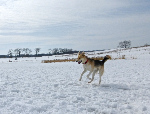 Ein Hund steht in der Mitte einer verschneiten Landschaft mit Trees und einem bewölktem Himmel im Hintergrund.