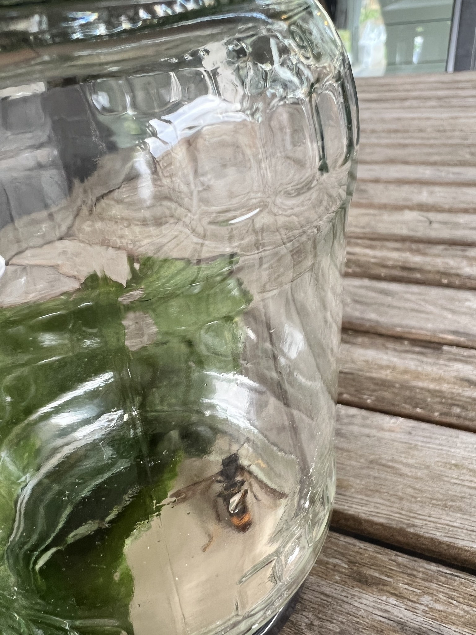 Glasjar mit Wasser auf einem Holztisch, Biene auf dem Deckel, Fenster im Hintergrund.