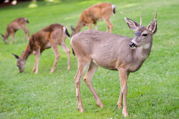 Ein Reh in einer grünen Fläche.