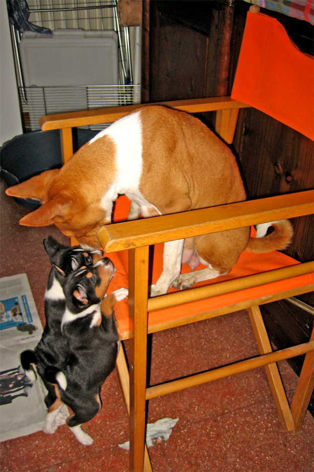 Ein Raum mit einem Stuhl, drei Hunden (zwei schwarz und einer braun), einer Zeitung links und einer Jalousie oben.