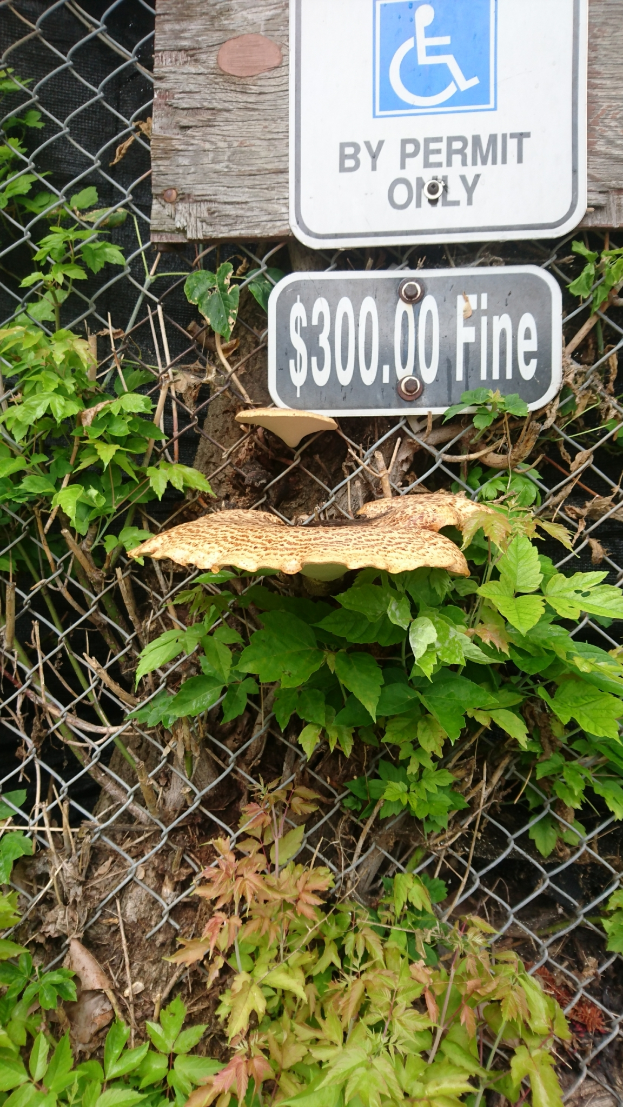 Ein hölzernes Schild an einem Zaun mit der Aufschrift "Nur mit Erlaubnis" und einem Pilz darauf, mit etwas Grün im Hintergrund.