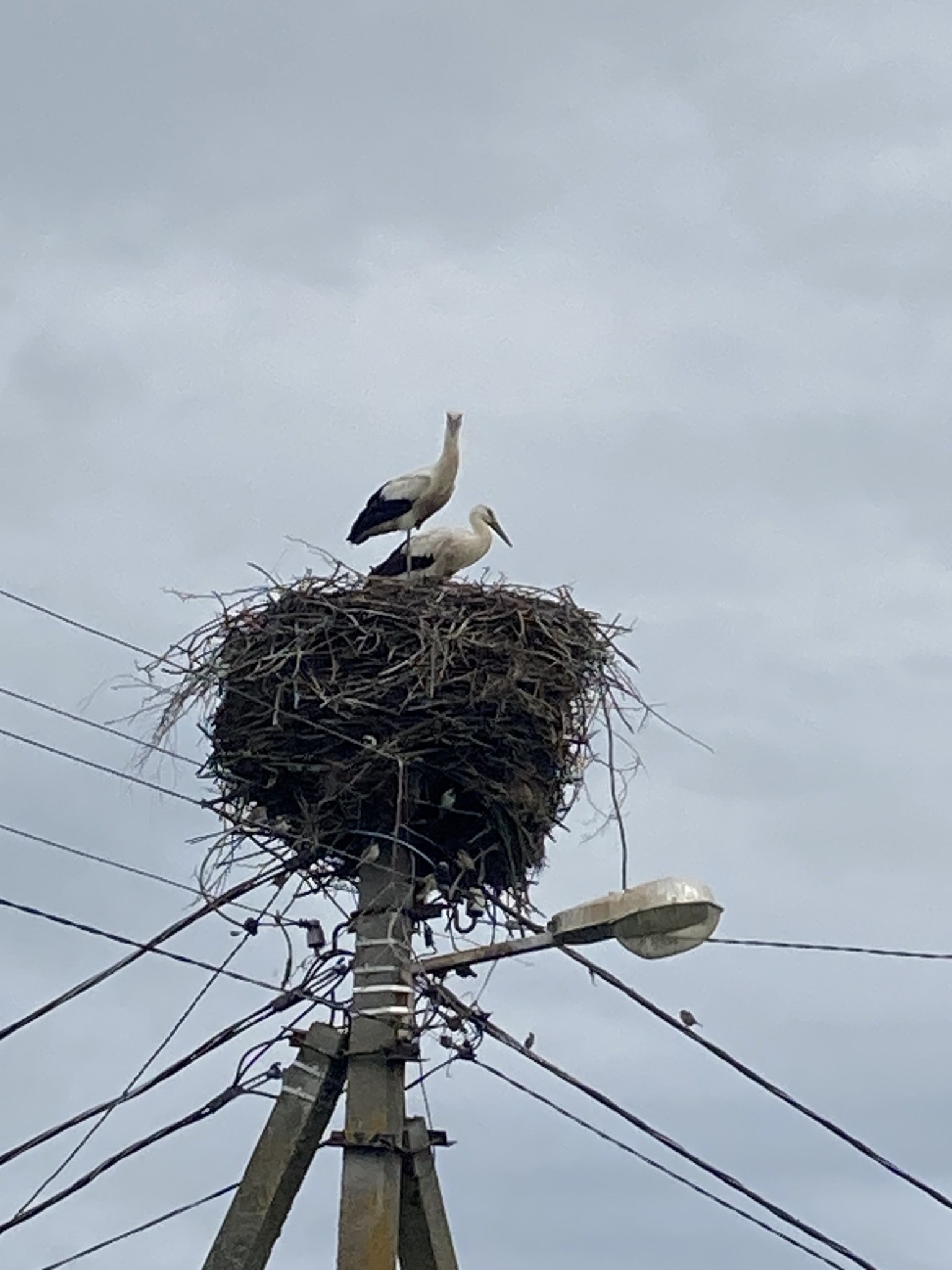Zwei Weißstörche auf einem Nest auf einem Mast mit sichtbaren Drähten und einer Straßenlaterne im Hintergrund.