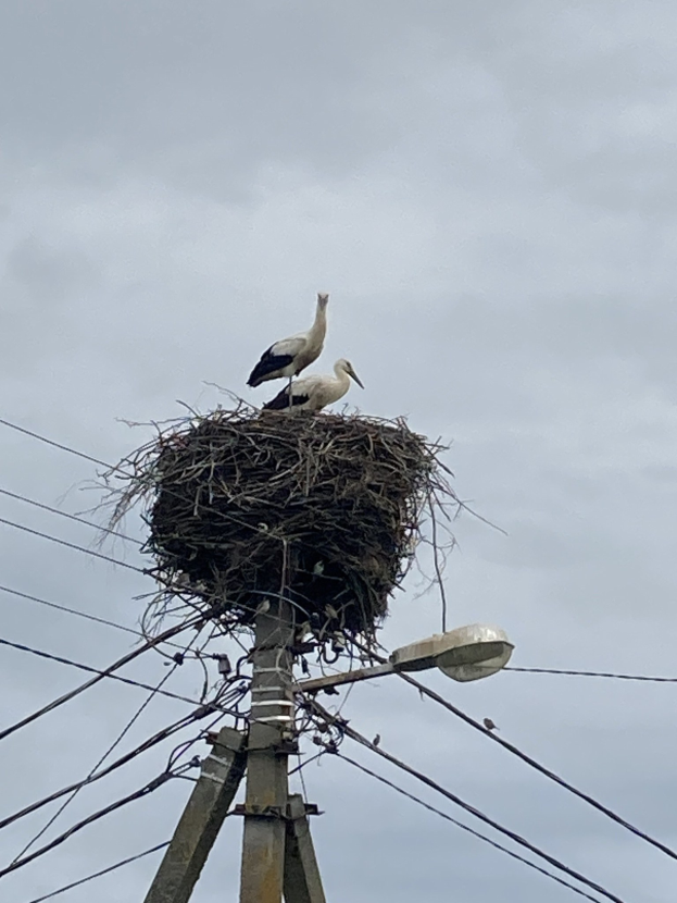 Zwei Weißstörche auf einem Nest auf einem Mast mit sichtbaren Drähten und einer Straßenlaterne im Hintergrund.