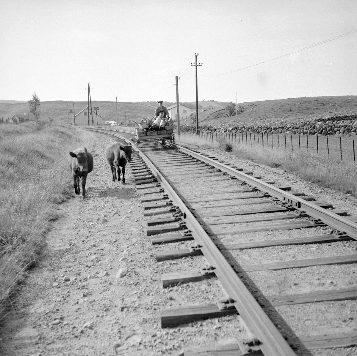Zwei schwarz-weiße Kühe laufen auf Bahngleisen mit einer Person auf einem Fahrzeug im Vordergrund, Gras und ein Zaun auf beiden Seiten und Häusern, Bäumen und Masten im Hintergrund.