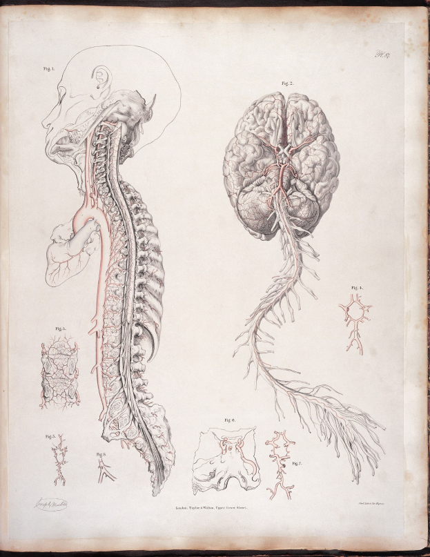Ein offenes altes Buch mit einer detaillierten, lebensechten anatomischen Zeichnung des menschlichen Gehirns und der Wirbelsäule mit ausstrahlenden Nerven und Arterien, begleitet von klassisch-stilvollen Text.