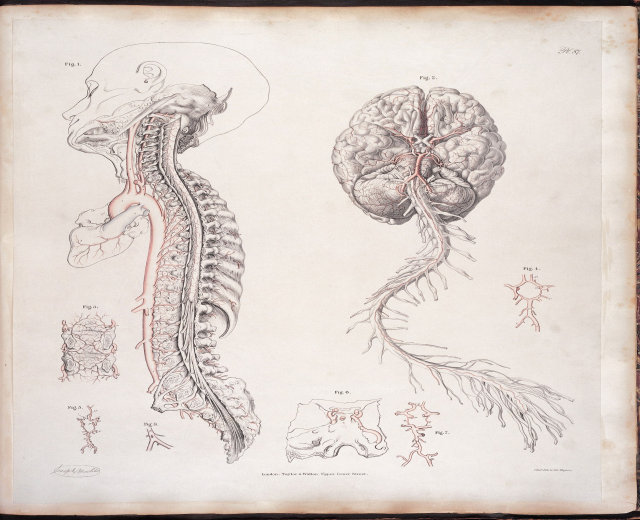 Ein offenes altes Buch mit einer detaillierten, lebensechten anatomischen Zeichnung des menschlichen Gehirns und der Wirbelsäule mit ausstrahlenden Nerven und Arterien, begleitet von klassisch-stilvollen Text.