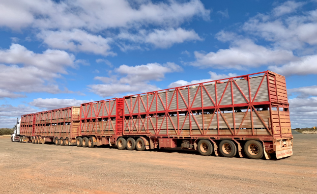 Ein großer Sattelschlepper mit einem Anhänger voller Rinder fährt eine Schotterstraße entlang, umgeben von Bäumen unter einem klaren blauen Himmel.