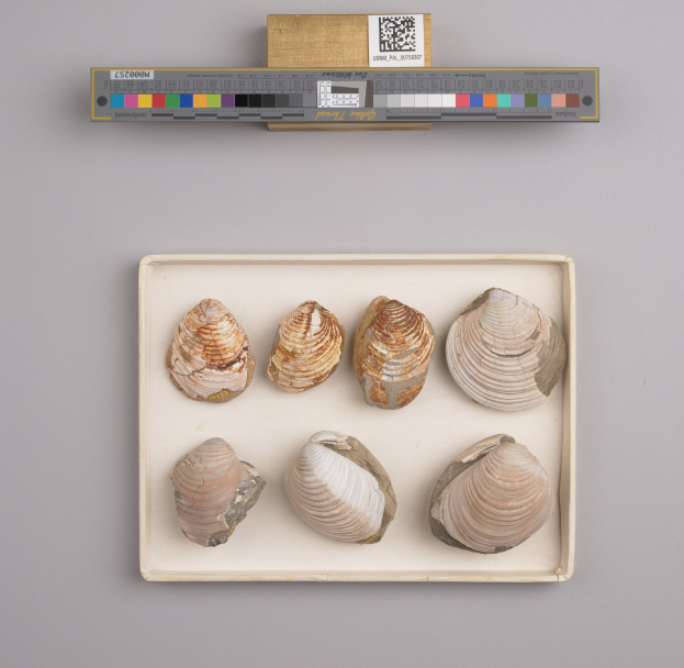 Ein Tablett mit ordentlich angeordneten Quahog-Schalen mit einer Waage in der Mitte und einem Barcode in der unteren rechten Ecke.