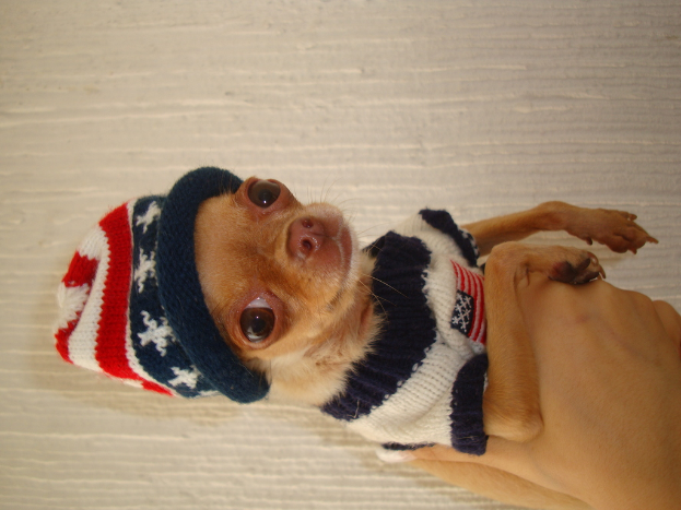 Ein Hund liegt auf dem Boden und trägt einen wollenen Pullover und eine Mütze.