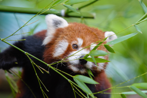 Ein roter Panda frisst Bambus in einem Zoo, mit einem unscharfen Hintergrund und umgeben von saftig grünen Blättern.