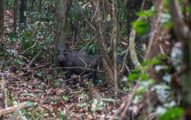 Ein Wildschwein steht im Amazonas-Regenwald, umgeben von Bäumen und verstreuten Blättern auf dem Boden.