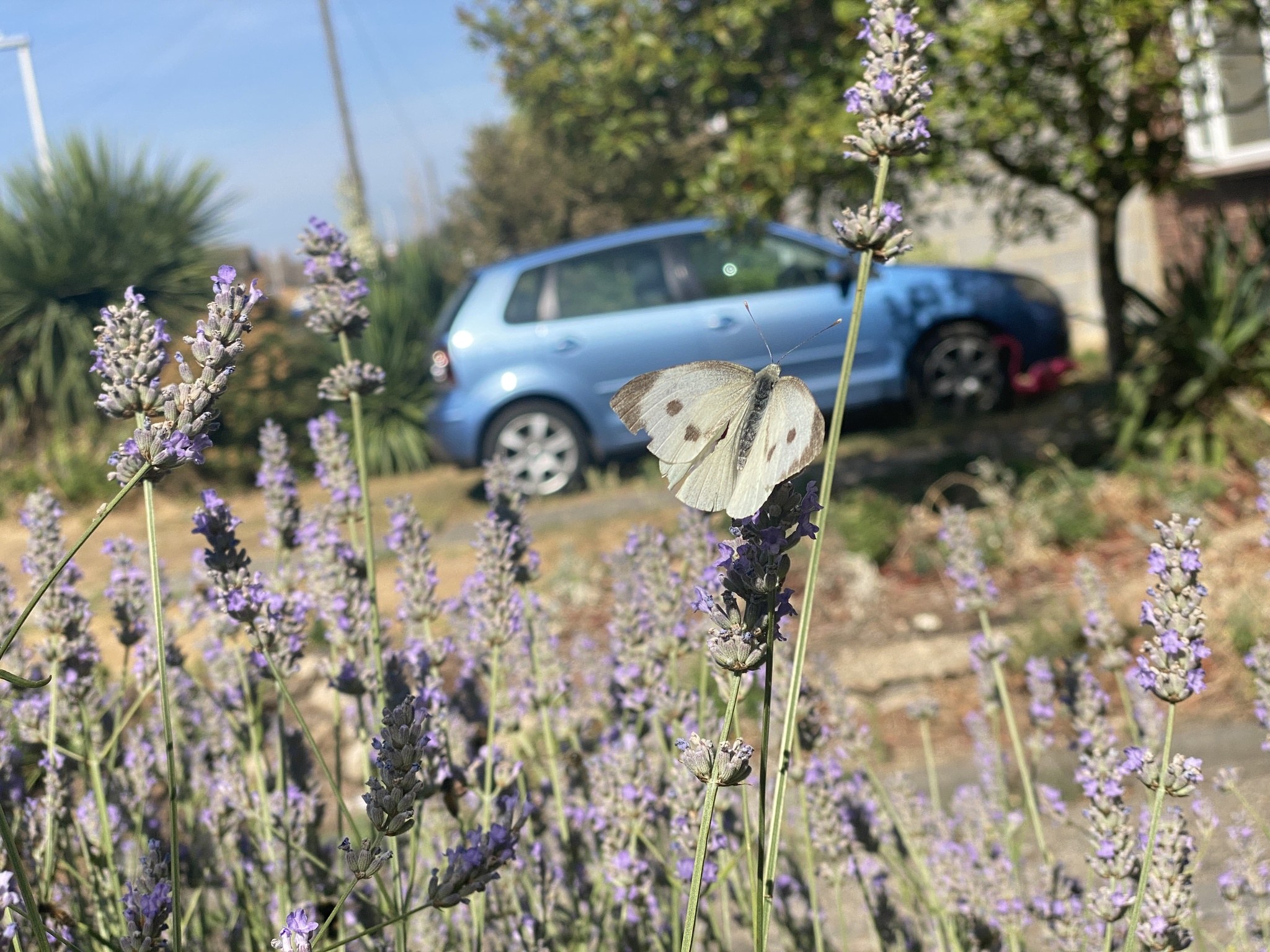 Blauer Wagen vor einem Lavendelfeld mit einer weißen Schmetterling auf einer Blume, Hintergrund enthält Bäume, Pfähle und ein leicht unscharfes Gebäude.