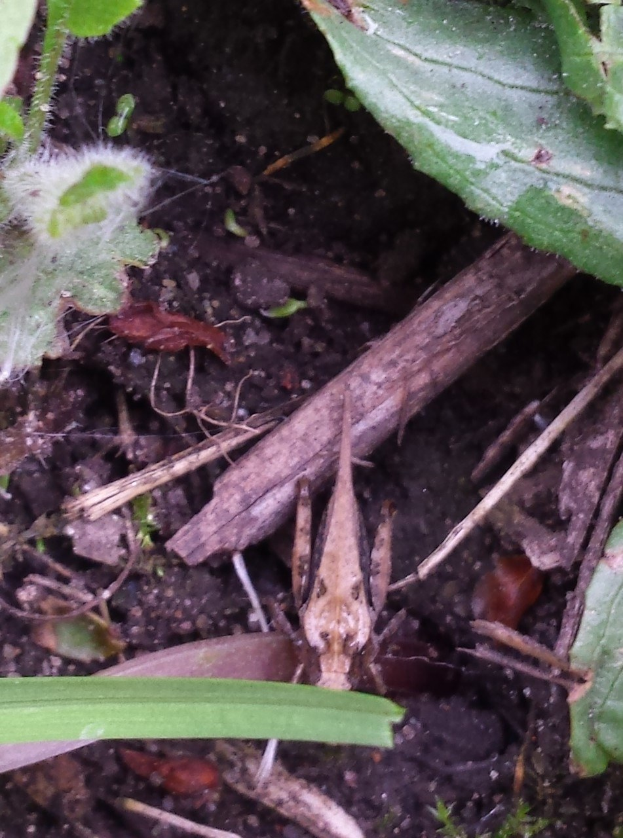 Nahaufnahme eines Grashüpfers auf dem Boden umgeben von Blättern, Zweigen und anderen Insekten.