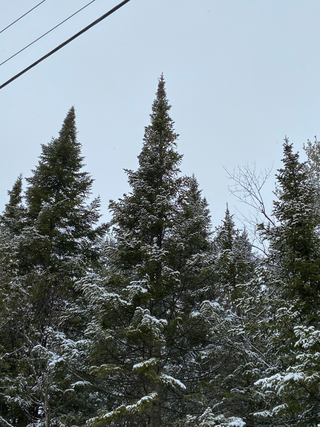 Eine Gruppe schneebedeckter Bäume steht neben Stromleitungen unter einem klaren Himmel.