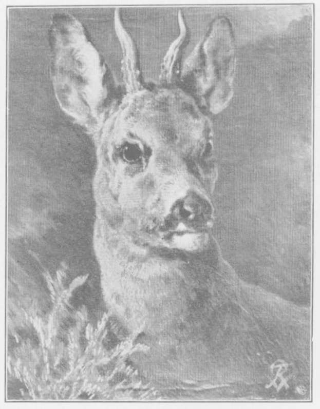 Eine detaillierte Schwarz-Weiß-Zeichnung eines Rehs mit markanten Geweih und wacher Miene, das in einer Wiese steht mit Text unten.