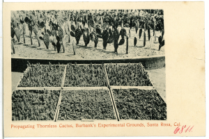 Ein Schwarz-Weiß-Foto einer Kakteenzucht in Santa Rosa, Kalifornien, mit mehreren Kakten im Vordergrund und ein paar Menschen im Hintergrund, mit Text am unteren Bildrand.