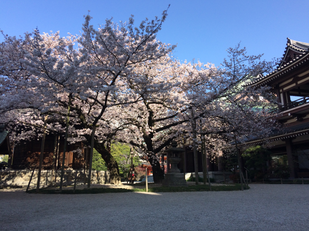 Kirschblüten in voller Blüte vor einem Gebäude, umgeben von saftigem grünen Gras und Bäumen, mit einem klaren blauen Himmel im Hintergrund.