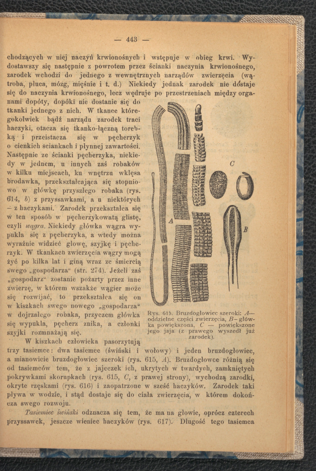 Ein aufgeschlagenes Buch mit einer Zeichnung eines Wurms auf einer Oberfläche, das Text und Bilder über den Wurm enthält.