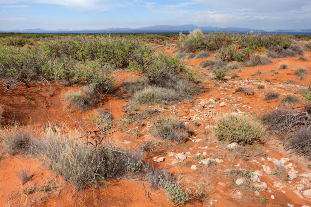 Wüstenlandschaft mit rotem Sand, spärlicher Vegetation einschließlich Pflanzen und Steinen, Hügel im Hintergrund und bewölkter Himmel.