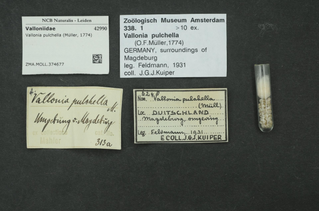Schwarze Oberfläche mit einem kleinen Glasfläschchen mit weißen Pillen neben einem Blatt Papier, auf dem "Vallonia Pulchella, F.F. Müller, Deutschland, Umgebung von Magdeburg, 1931" steht.