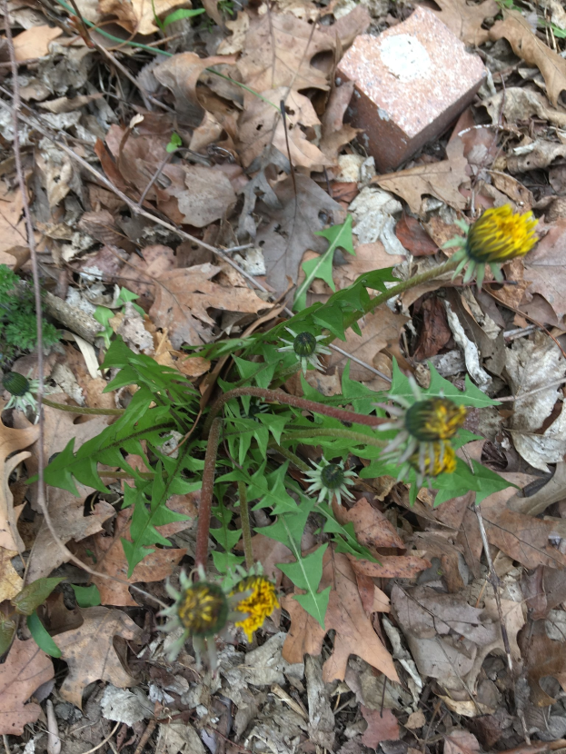 Ein gewöhnlicher Löwenzahn mit leuchtend gelben Blüten und grünen Blättern, die aus dem Boden wachsen, umgeben von trockenen Blättern und einem Ziegelstein.