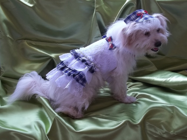 Ein Hund in einem Kostüm steht auf einem Tuch.