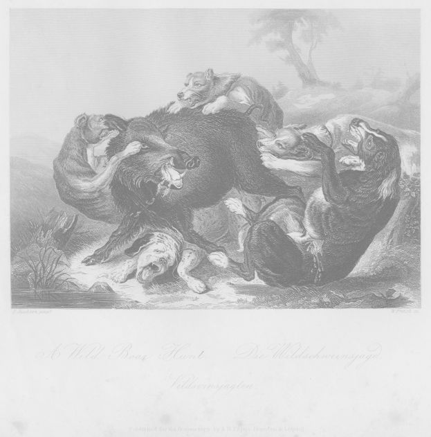 Schwarze und weiße Radierung einer Wildschweinjagd mit Tieren im Vordergrund und Bäumen im Hintergrund, mit Text am unteren Rand.