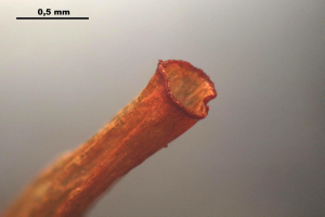 Ein Nahaufnahme eines kupferfarbenen Drahts mit einem kleinen, deutlich sichtbaren Loch darin und Text oben auf dem Bild.